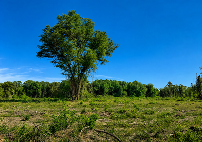 316 Lone tree