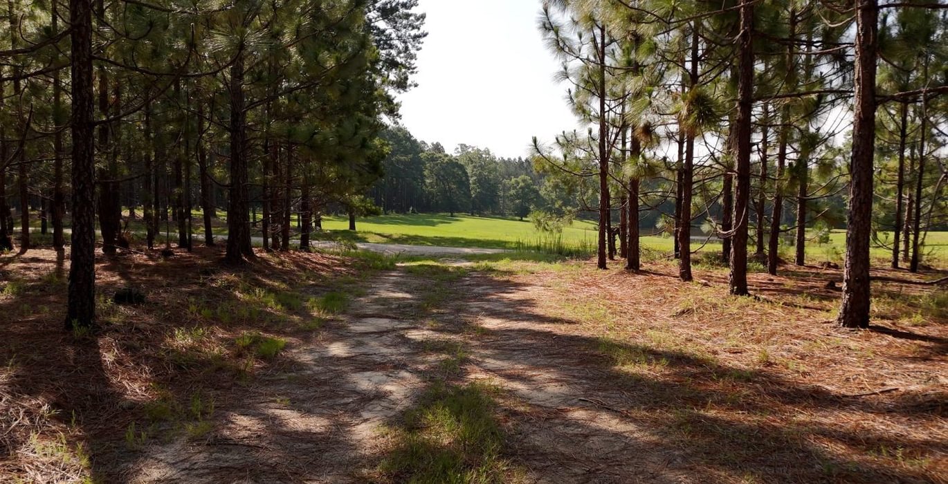 317 Longleaf Mecca Photo 22