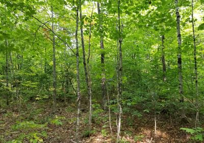 322 Land view 5