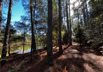 324 Area by the pond