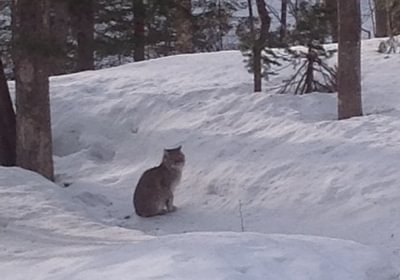 326 kitty