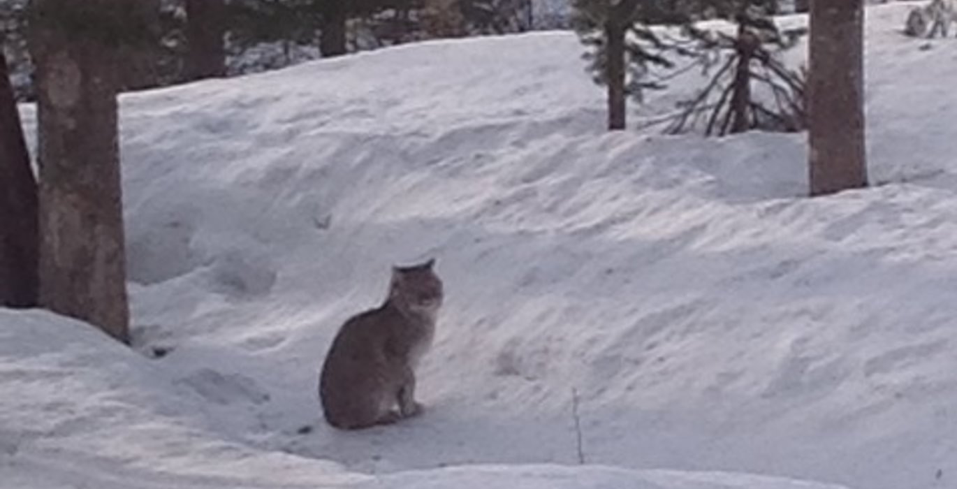 326 kitty