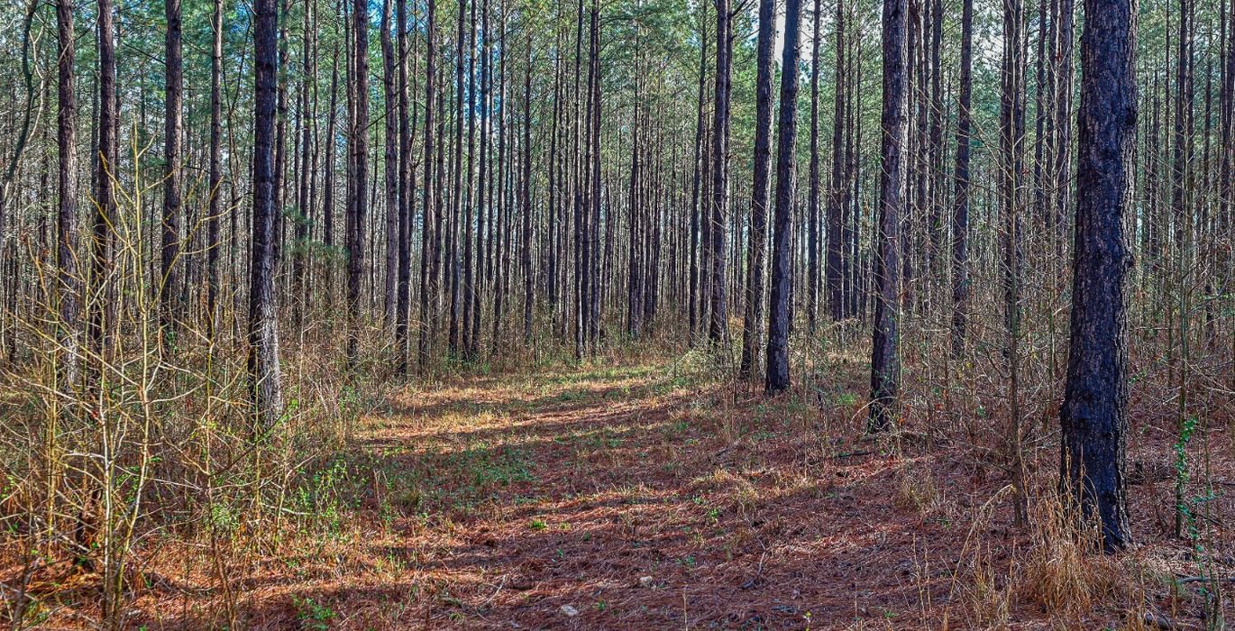 327 AFM Pines at Devereux 13