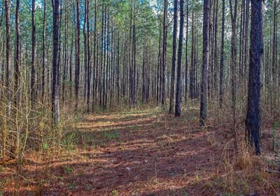 327 AFM Pines at Devereux 13