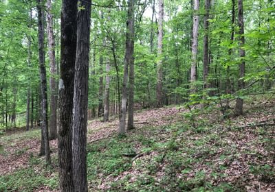 329 bottomland