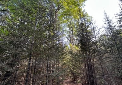 32 IMG 3142