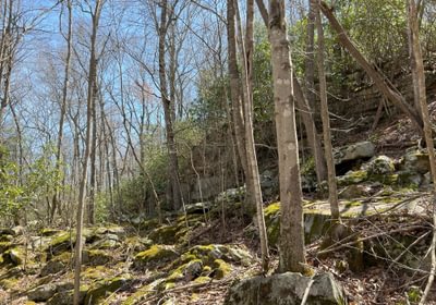 330 Timber Stand Rock Outcrop