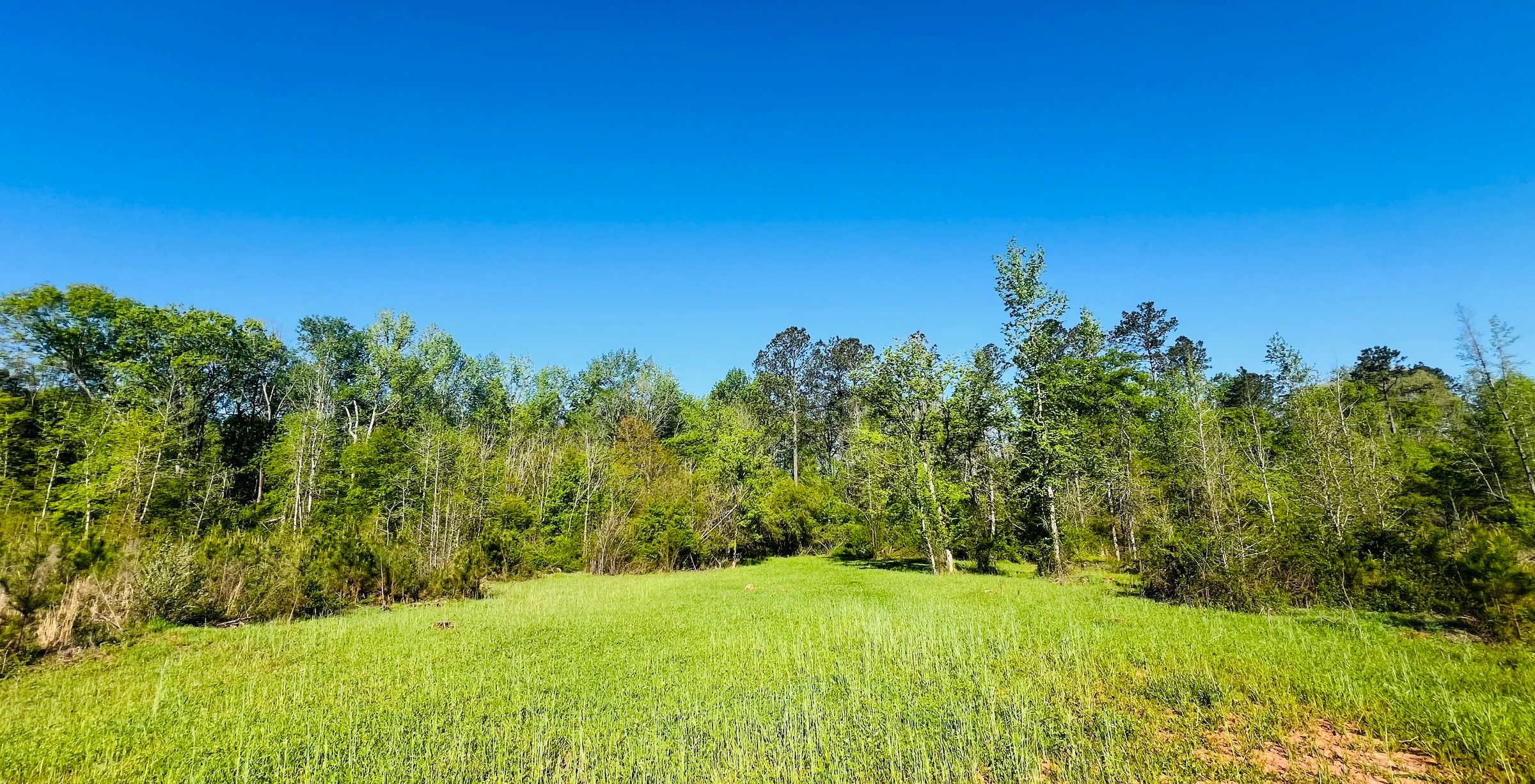 Photo 7 of Wolf Creek - Sportsman Tract, 182 acres, Jasper County, Georgia