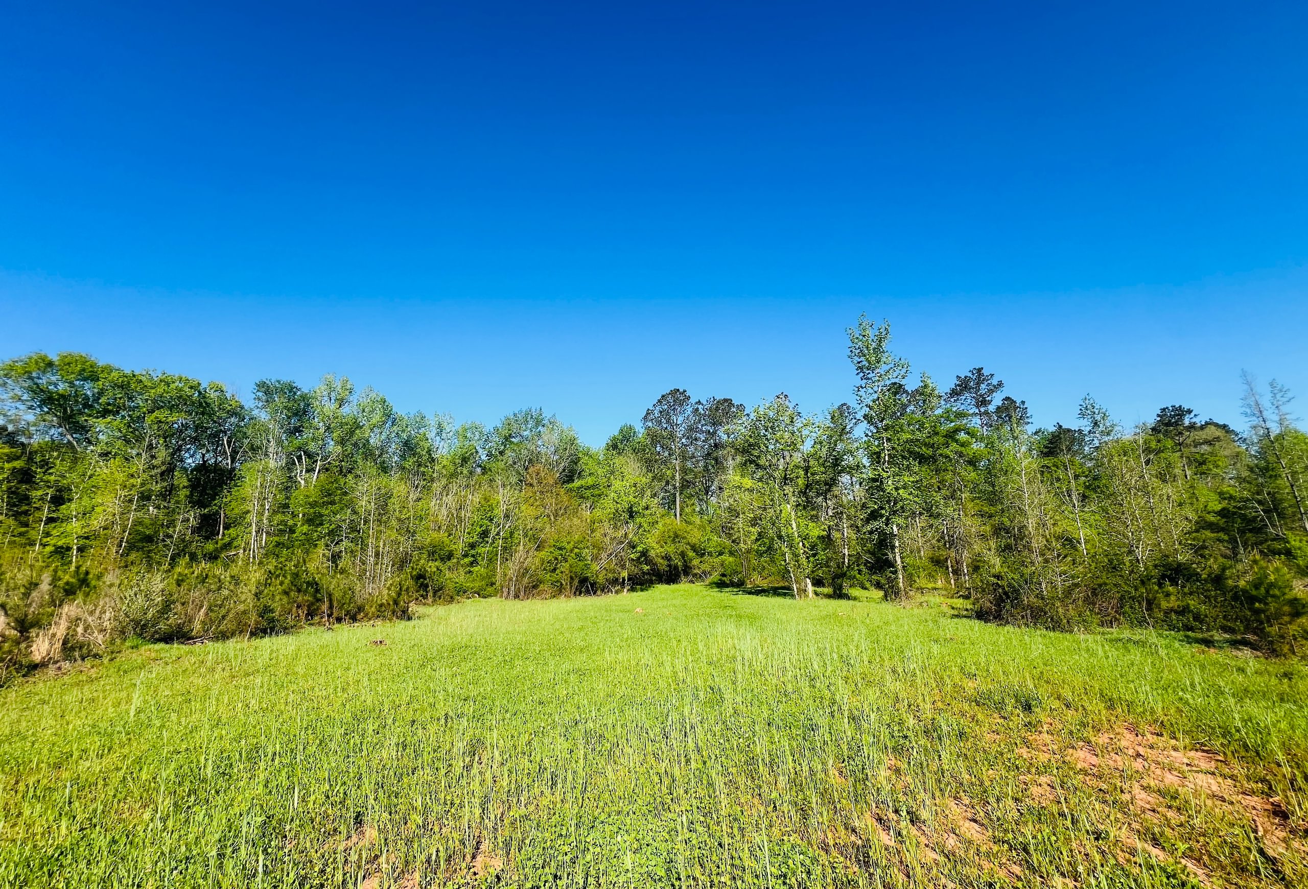 Photo 7 of Wolf Creek - Sportsman Tract, 182 acres, Jasper County, Georgia