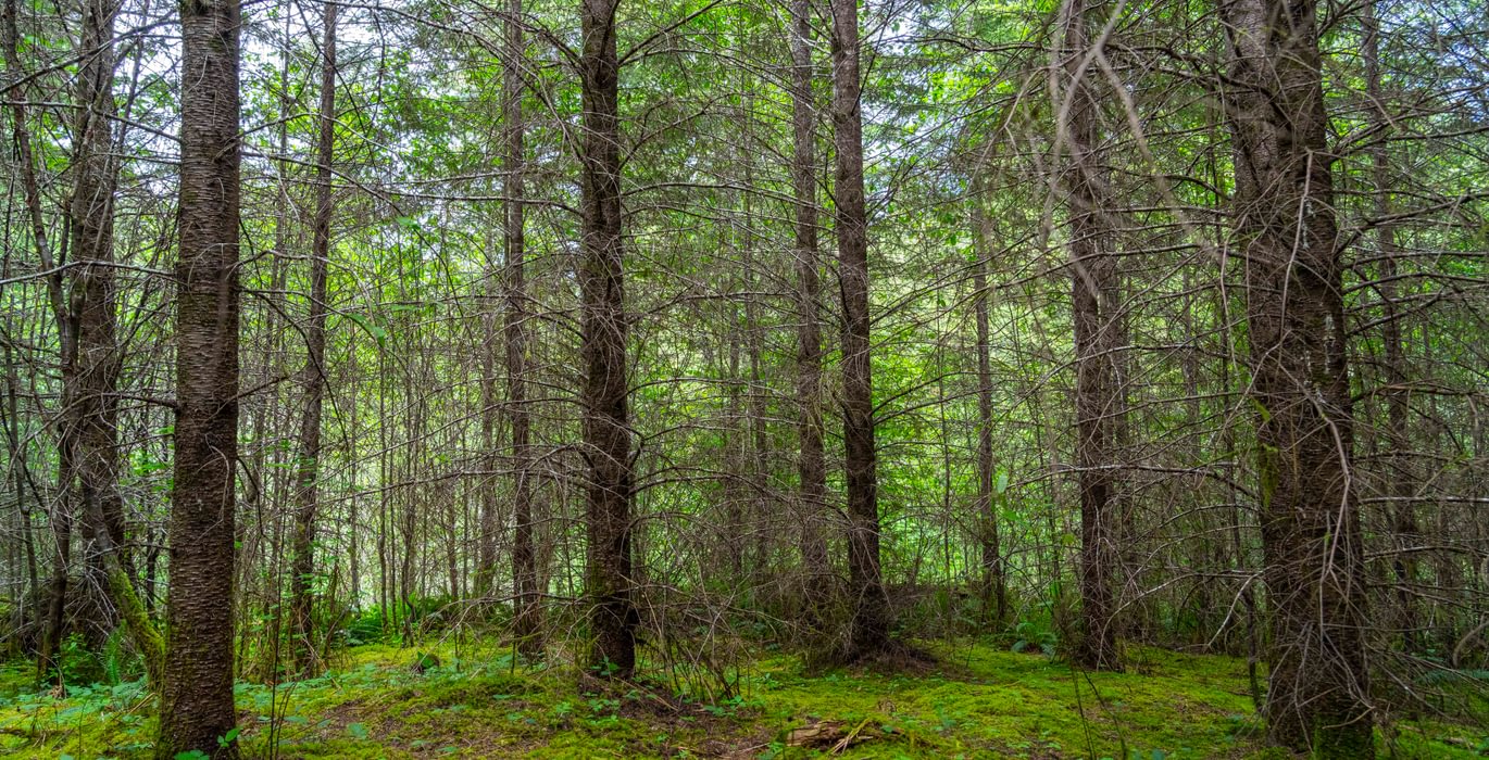 336 Low Trees 5