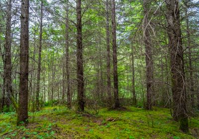 336 Low Trees 5