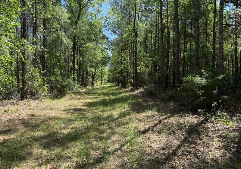 Photo 1 of Jordan Lane, 268 acres, Early County, Georgia