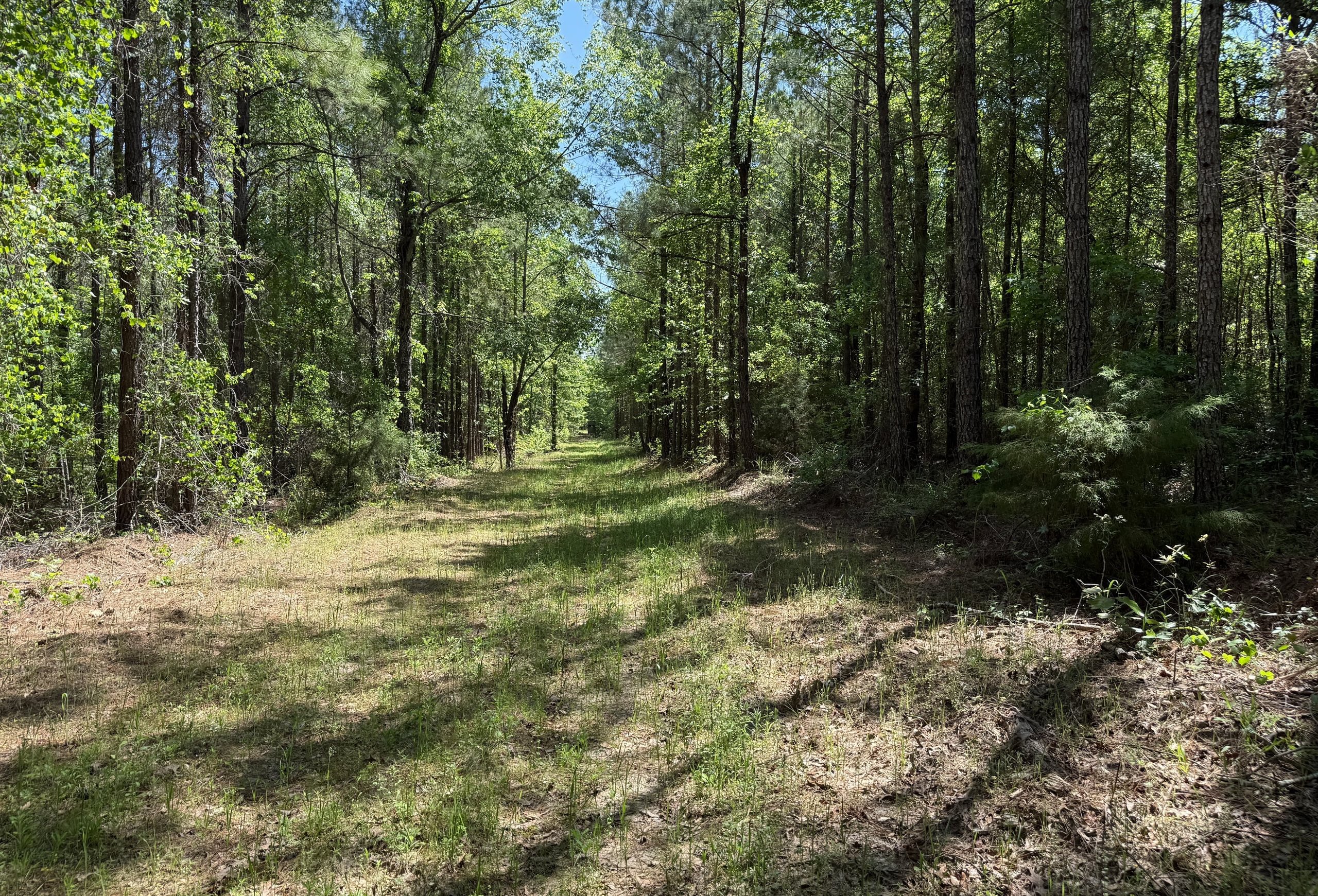 Photo 1 of Jordan Lane, 268 acres, Early County, Georgia