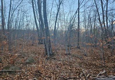 346 wooded area