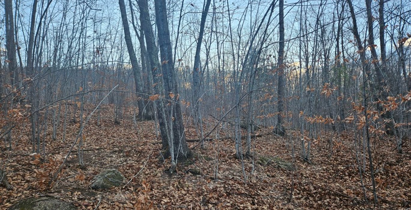 346 wooded area