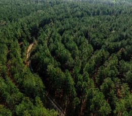 347 AFM Pines at Devereux 21