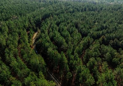 347 AFM Pines at Devereux 21