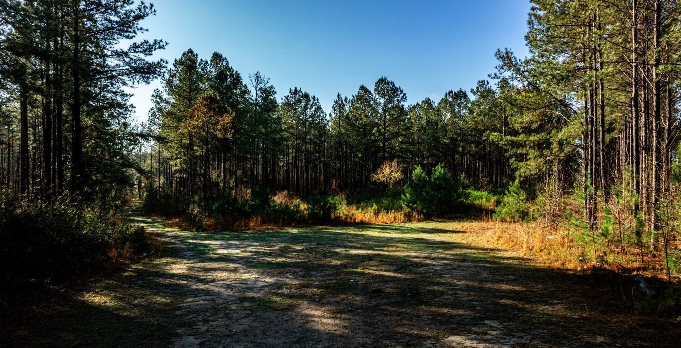 356 AFM Pines at Devereux 18