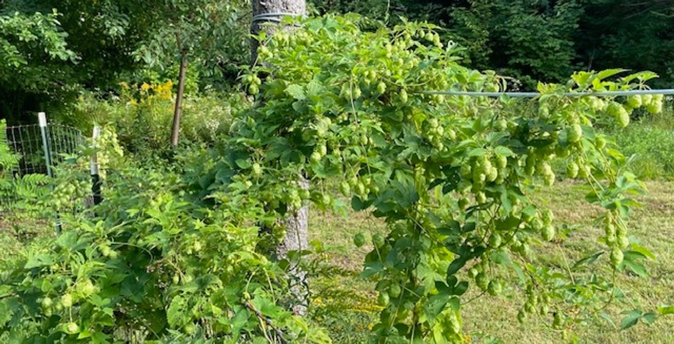 358 hops