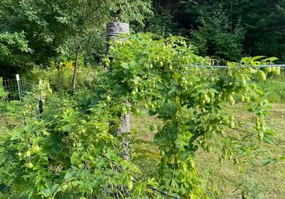 358 hops