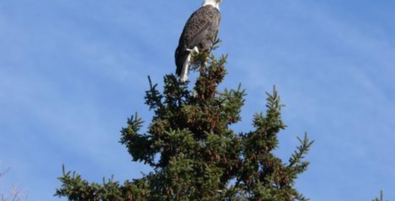 363 MAINE PROPERTY BALD EAGLE PHOTO 948426 1101151328513818 l