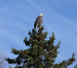 363 MAINE PROPERTY BALD EAGLE PHOTO 948426 1101151328513818 l