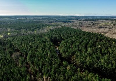 367 AFM Pines at Devereux 19