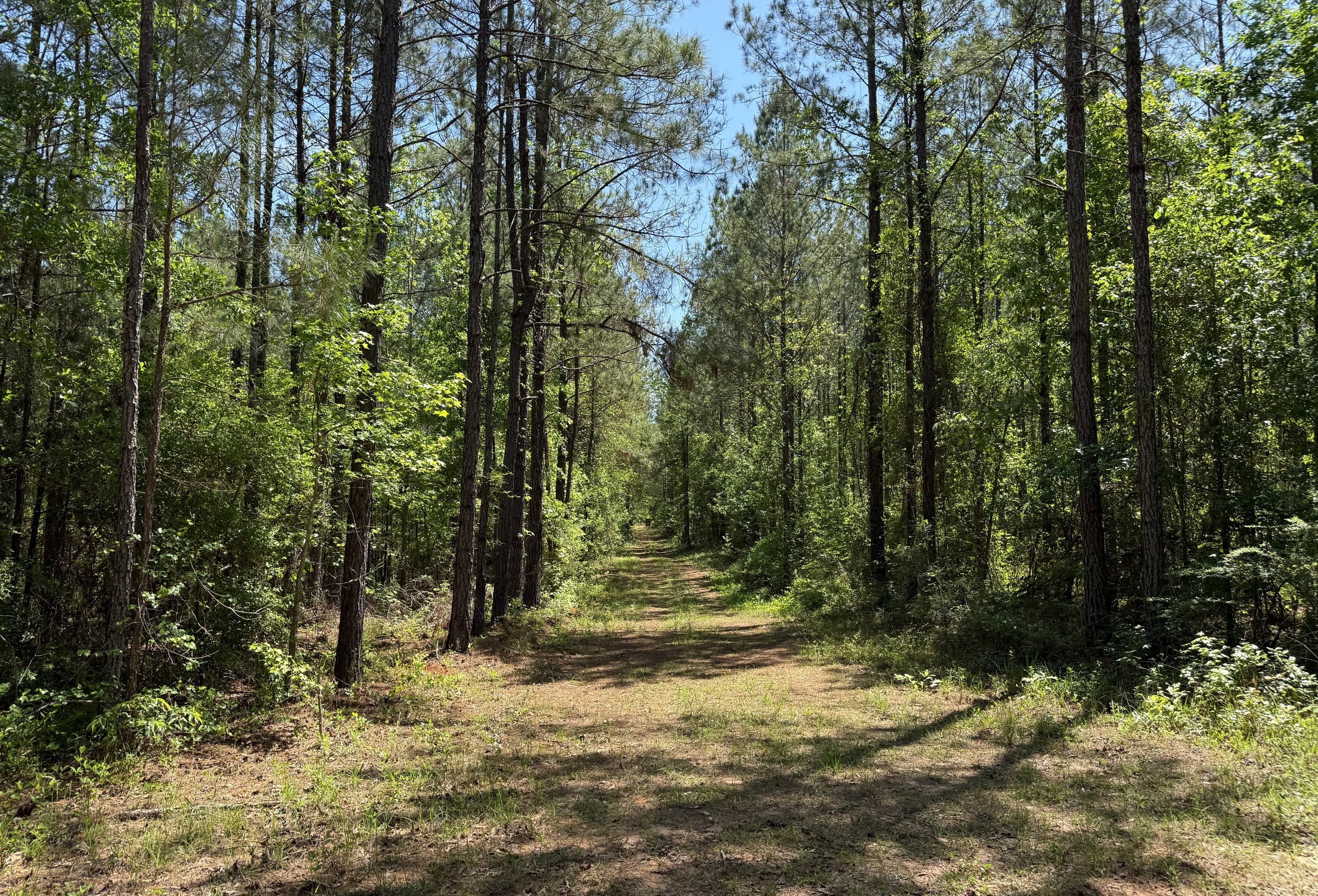 Photo 2 of Jordan Lane, 268 acres, Early County, Georgia