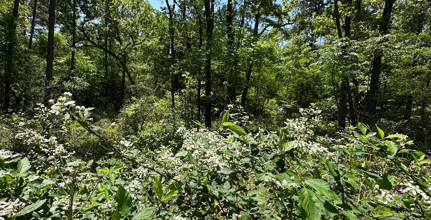 373 IMG 5916