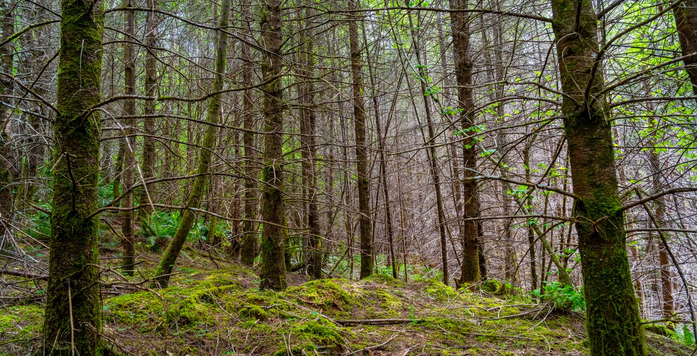 378 Trees Low 2