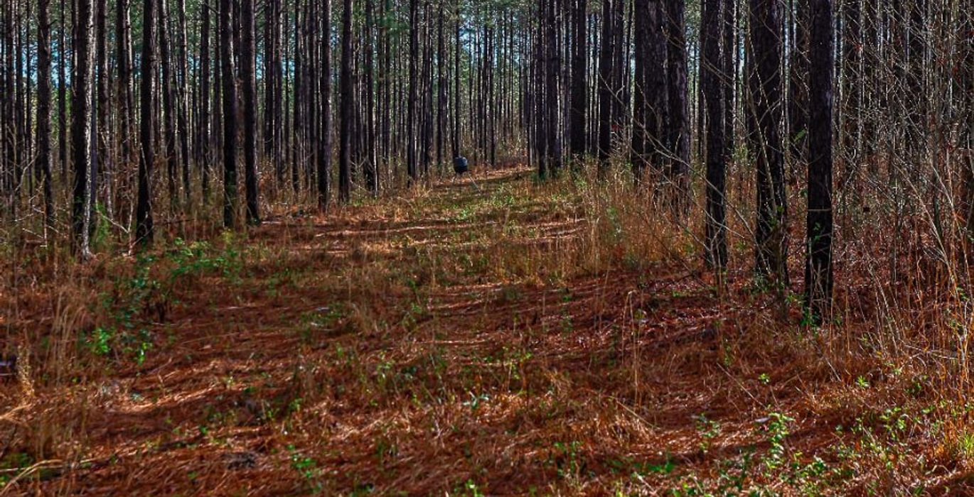 381 AFM Pines at Devereux 16