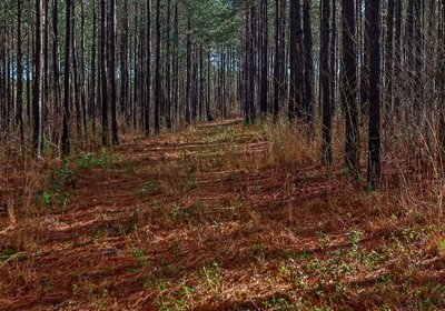 381 AFM Pines at Devereux 16