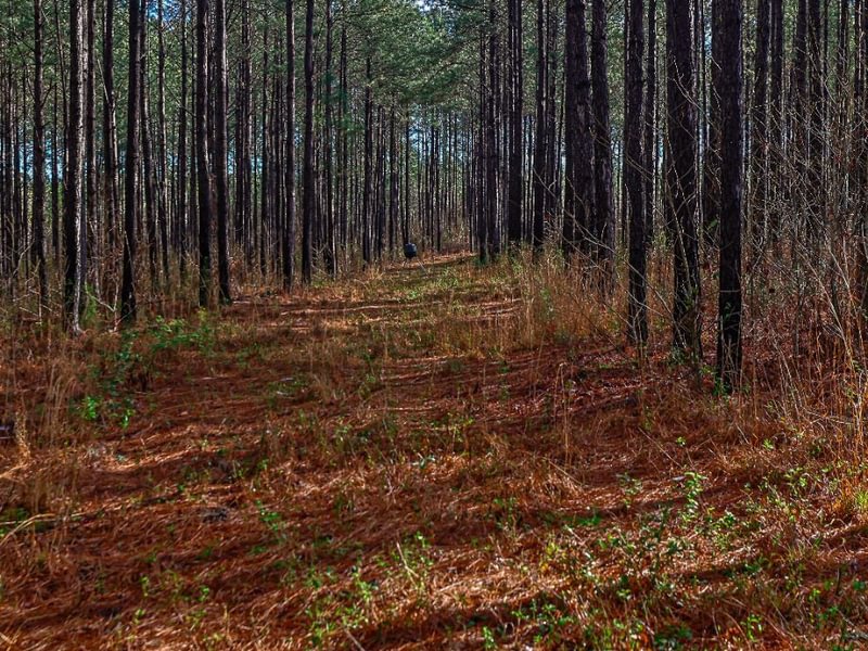 381 AFM Pines at Devereux 16