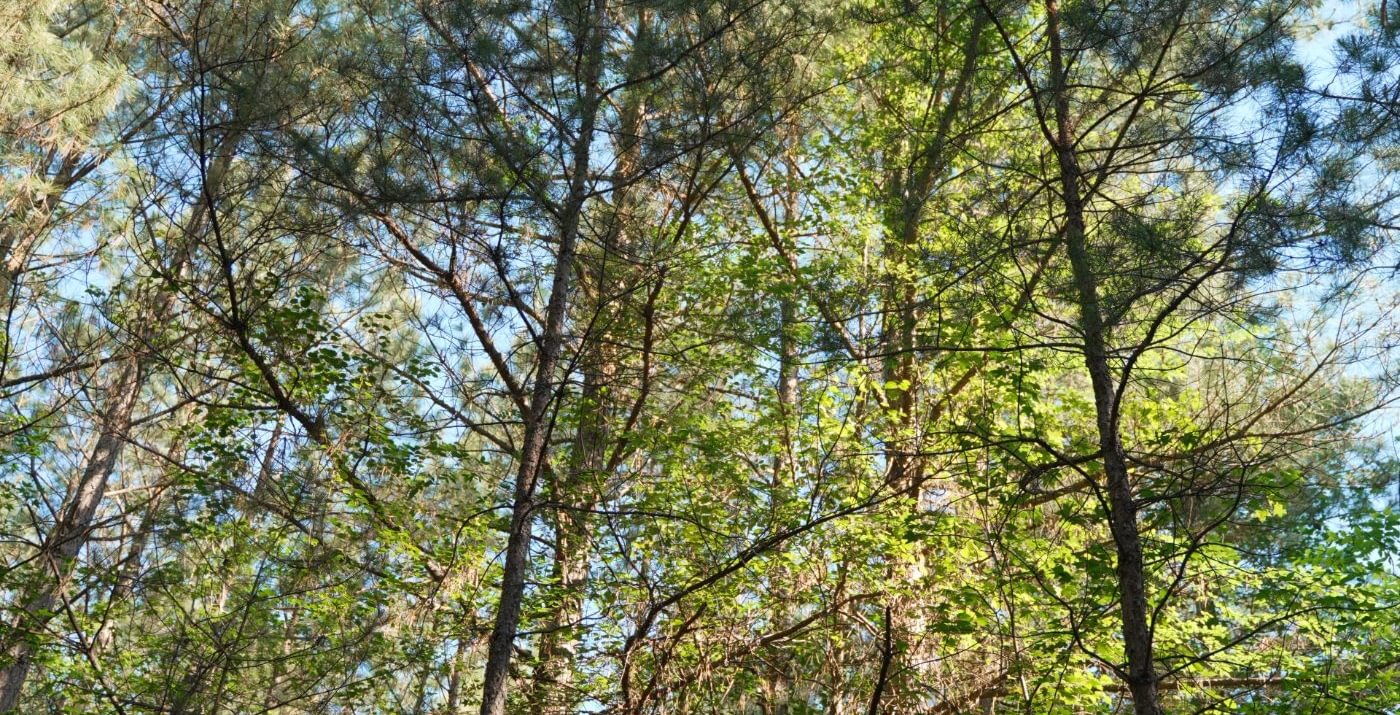 384 AFM Vineyard Road Tract A Photo 13