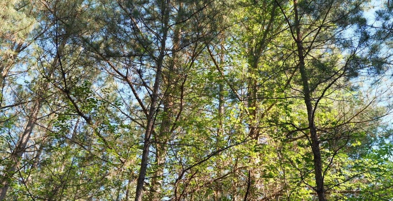384 AFM Vineyard Road Tract A Photo 13