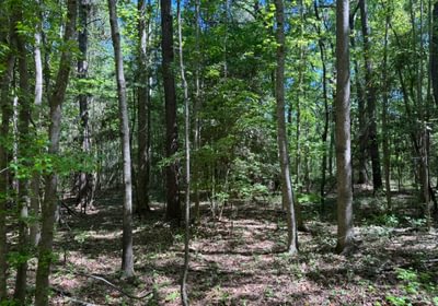 386 IMG 4258 Copy Copy