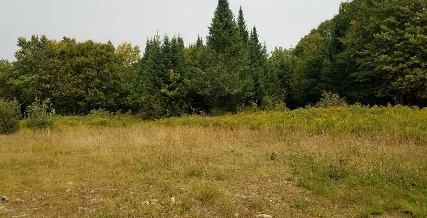 386 Opening at end of Beaver Lane 2