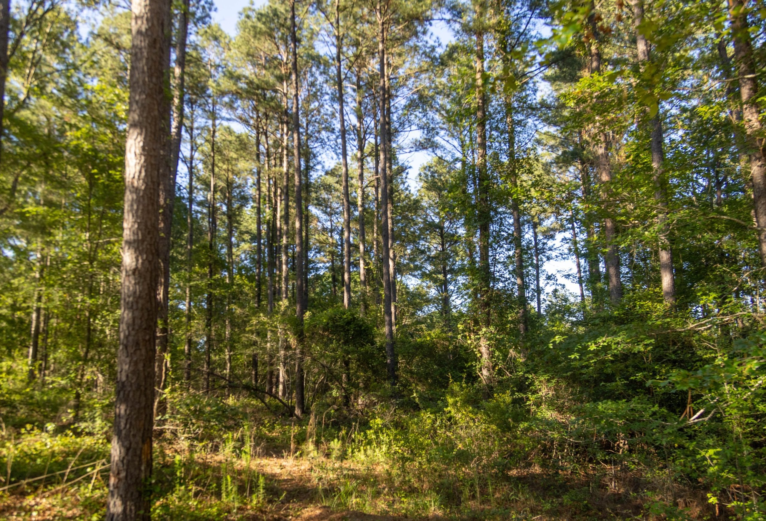 Photo 10 of West Camp Longleaf Tract 6, 133 acres, Screven County, Georgia