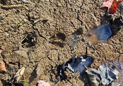 393 Deer Tracks