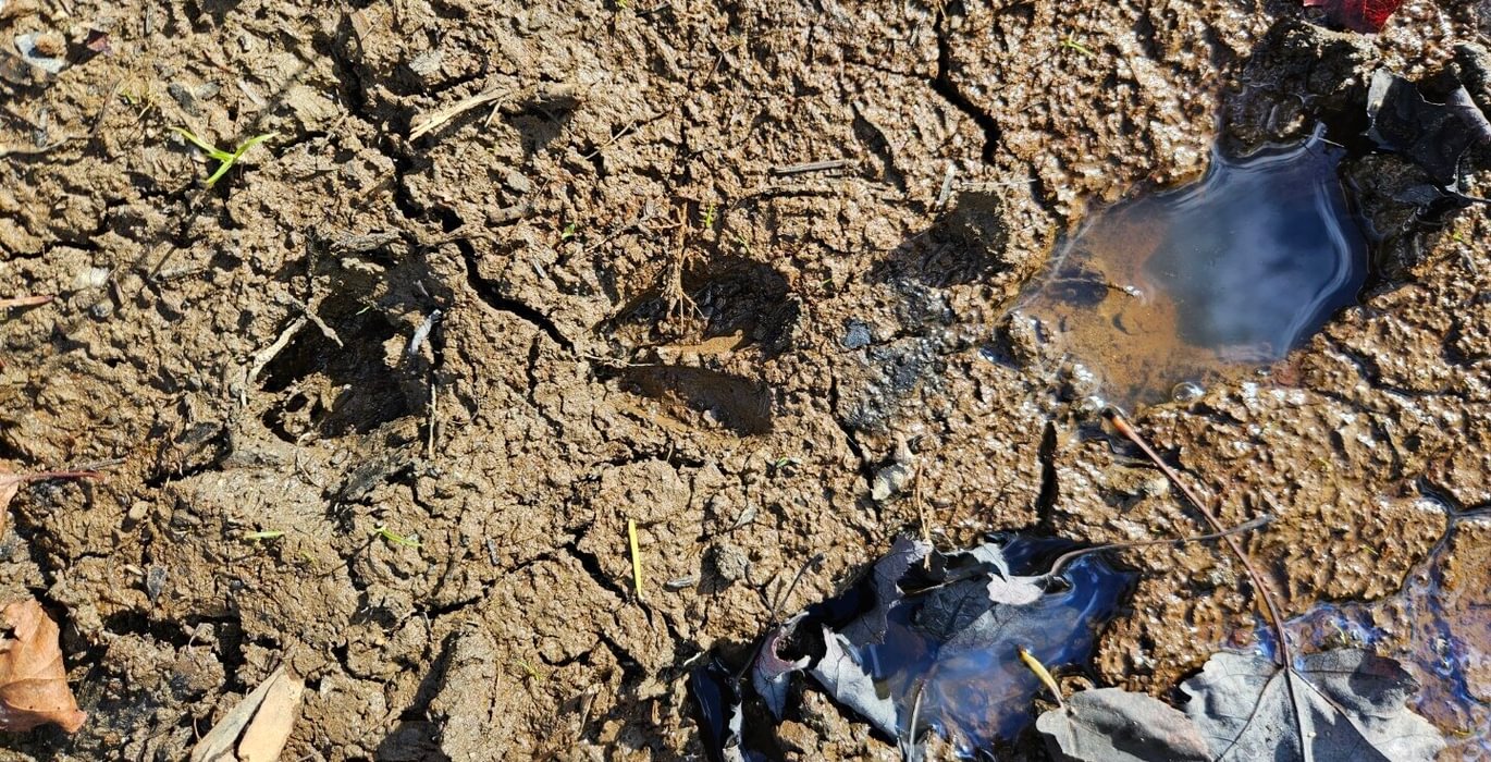 393 Deer Tracks
