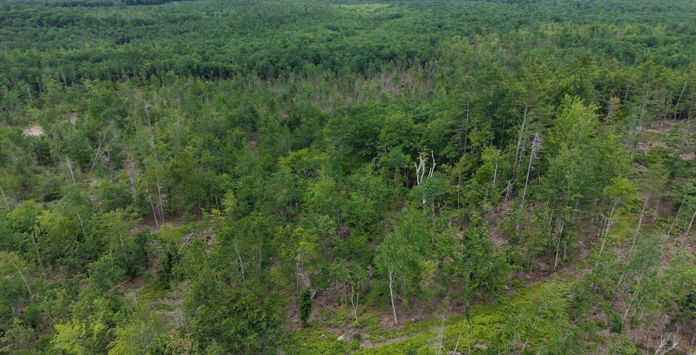 396 trees 2