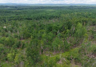 396 trees 2