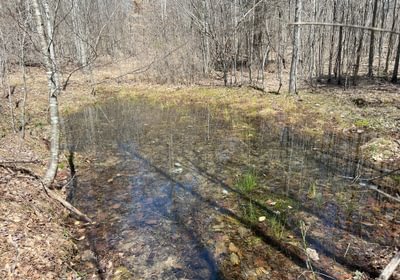 397 Wetland