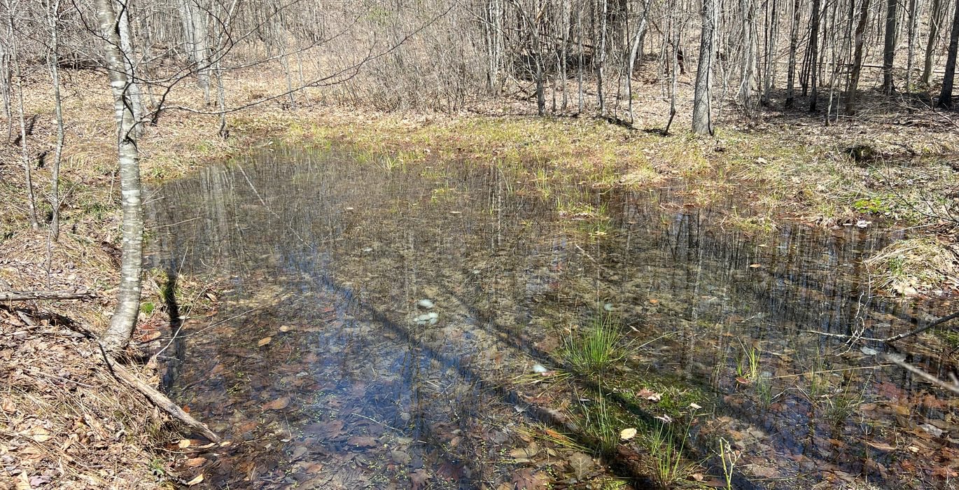 397 Wetland