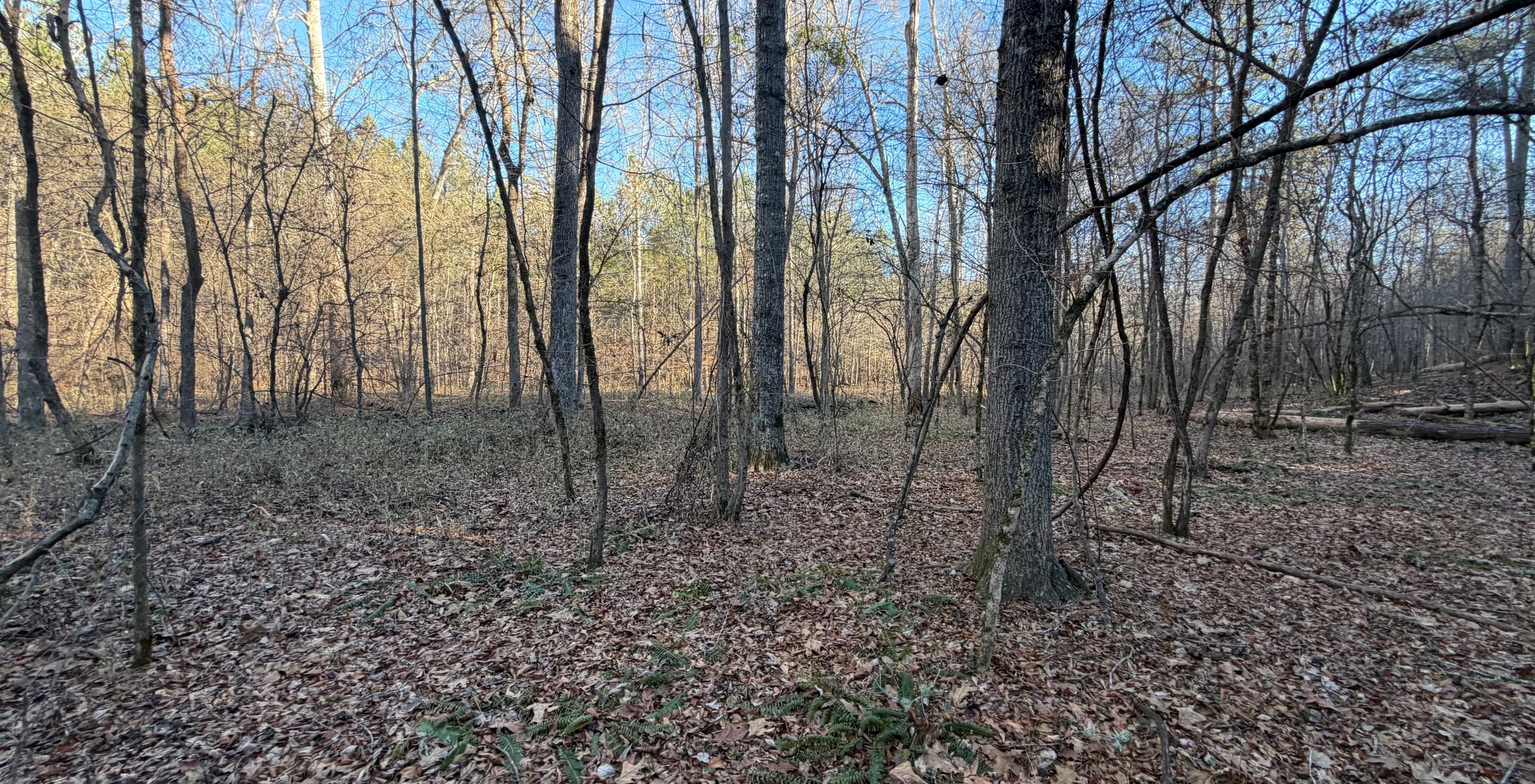 Photo 12 of Rush Creek Farms, 100.6 acres, Putnam County, Georgia
