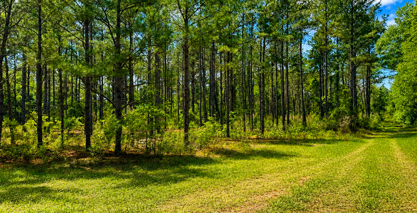 39 Trees