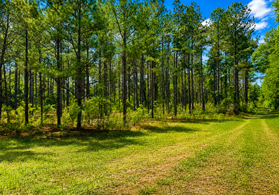 39 Trees