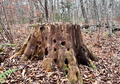 Wild life stump
