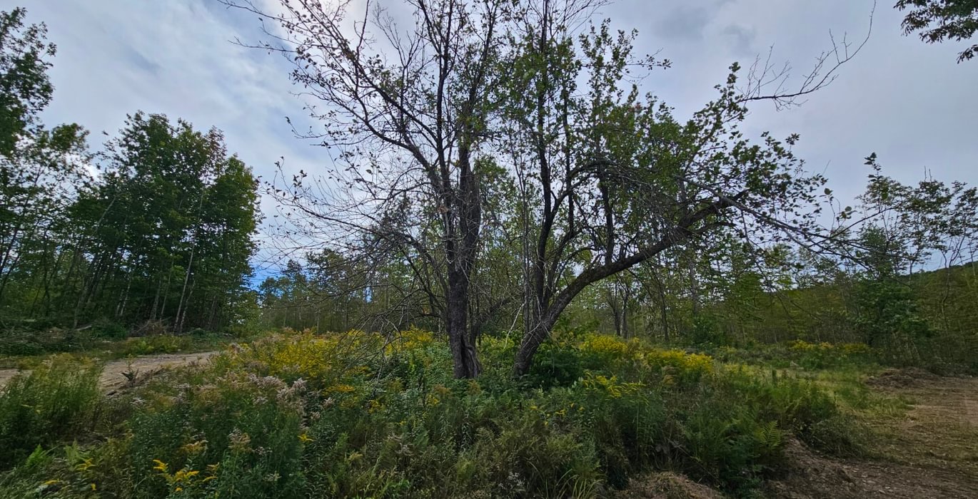 Apple Tree near Howes Pond
