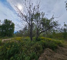 Apple Tree near Howes Pond